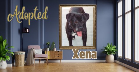 Plant, Potted Plant, Interior Design. Text: Adopted Xena