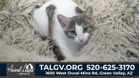 Cat, Kitten, Abyssinian. Text: TALGV.ORG 520-625-3170 1600 West Duval Mine Rd, Green Valley, AZ