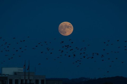 Moon, Nature, Night.