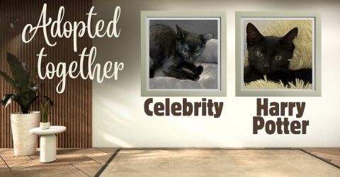 Cat, Plant, Painting. Text: Adopted together Celebrity Harry Potter