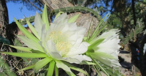 Petal, Anther, Anemone.