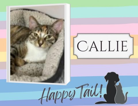 Cat, Pet, Kitten. Text: CALLIE Happy Tail!