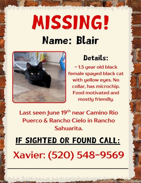 Advertisement, Poster, Cat. Text: MISSING! Name: Blair Details: ~1.5 year old black female spayed black cat with yellow eyes. No collar, has microchip. Food motivated and mostly friendly. Last seen June 19th near Camino Rio Puerco &amp; Rancho Cielo in Rancho Sahuarita. IF SIGHTED OR FOUND CALL: Xavier: (520) 548-9569