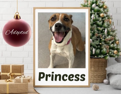 Greeting Card, Dog, Christmas Decorations. Text: Adopted Princess