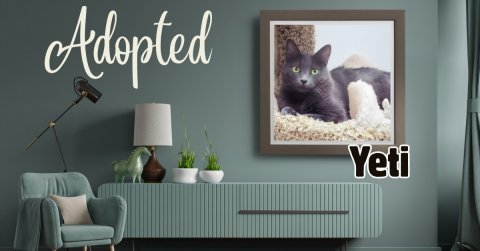 Lamp, Cat, Plant. Text: Adopted Yeti