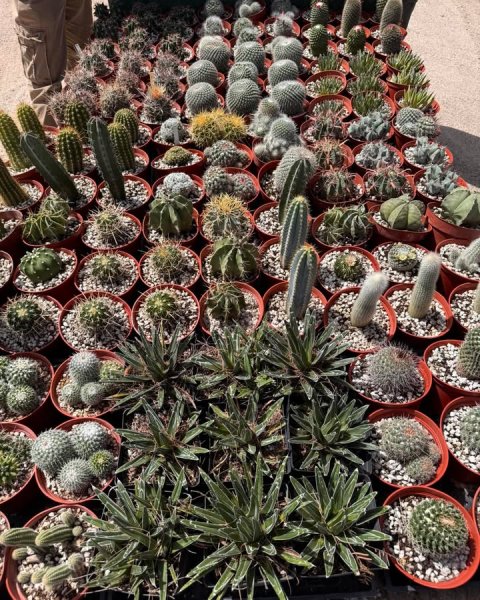 Person, Cactus, Plant.