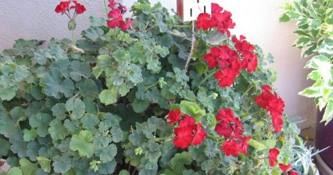 Flower, Geranium, Potted Plant.
