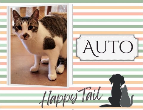 Cat, Pet, Dog. Text: AUTO Happy Tail