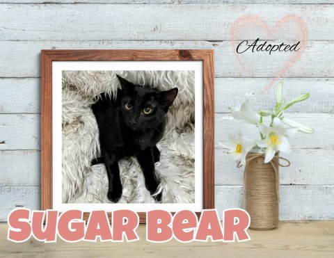 Greeting Card, Cat, Flower. Text: Adopted