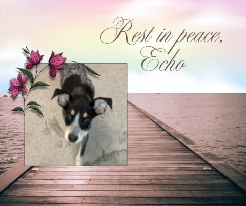 Waterfront, Greeting Card, Pier. Text: Echo