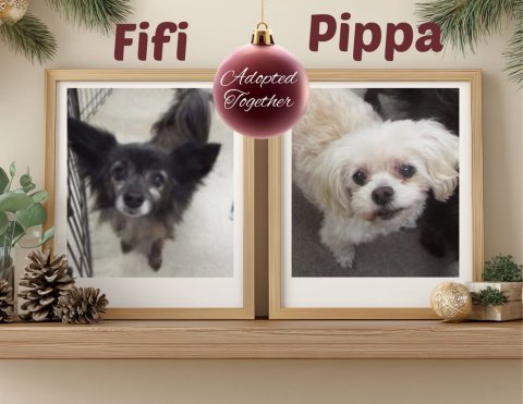 Animal, Canine, Dog. Text: Pippa Fifi Adopted Together