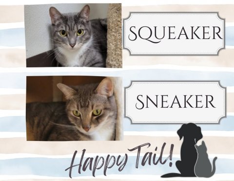 Cat, Pet, Dog. Text: SQUEAKER SNEAKER Happy Tail!