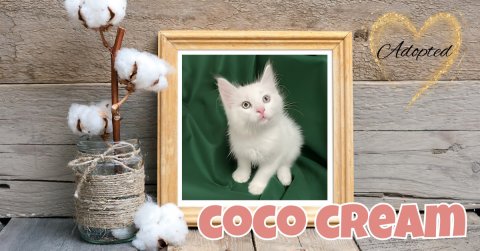 Cat, Kitten, Pet. Text: Adopted