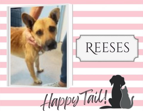 Dog, Chihuahua, Greeting Card. Text: REESES Happy Tail!