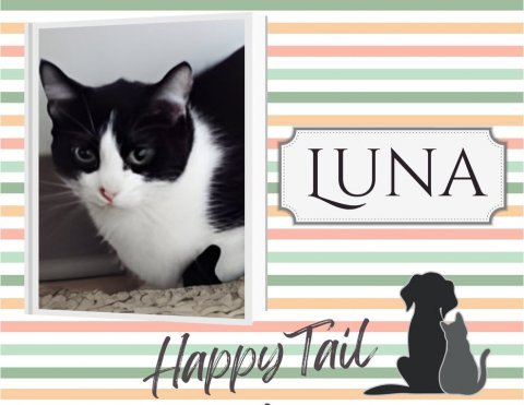 Cat, Pet, Dog. Text: LUNA Happy Tail