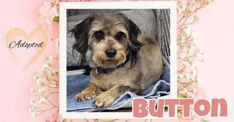Greeting Card, Mail, Dog. Text: Adopted BUTTON