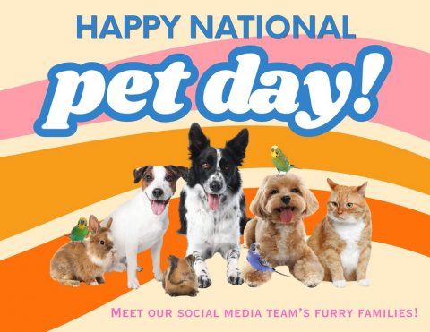 Dog, Cat, Bird. Text: HAPPY NATIONAL pet day! MEET OUR SOCIAL MEDIA TEAM'S FURRY FAMILIES!