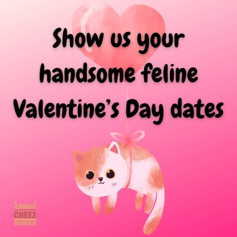 Advertisement, Poster, Pig. Text: Show US your handsome feline Valentine's Day dates CHEEZ BURGER