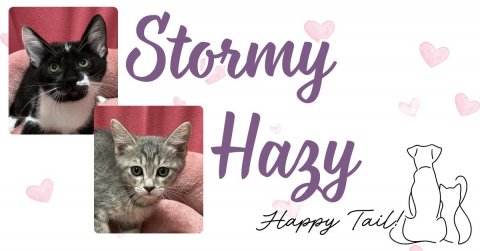 Greeting Card, Cat, Kitten. Text: Stormy Hazy