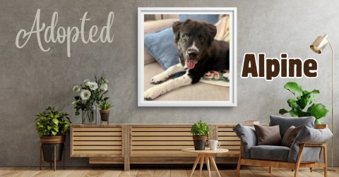 Potted Plant, Jar, Planter. Text: Adopted Alpine