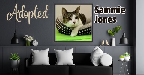 Cushion, Potted Plant, Couch. Text: Adopted Sammie Jones