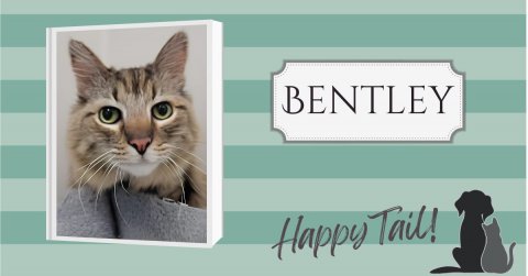 Cat, Dog, Kitten. Text: BENTLEY Happy Tail!