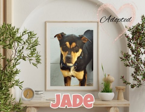 Potted Plant, Dog, Painting. Text: Adopted