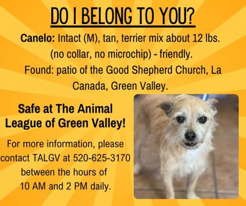 Advertisement, Poster, Dog. Text: DO | BELONG TO YOU? Canelo: Intact (M), tan, terrier mix about 12 lbs. (no collar, no microchip)-friendly. Found: patio of the Good Shepherd Church, La Canada, Green Valley. Safe at The Animal League of Green Valley! For more information, please contact TALGV at 520-625-3170 between the hours of 10 AM and 2 PM daily.