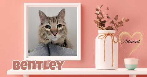 Jar, Potted Plant, Kitten. Text: Adopted