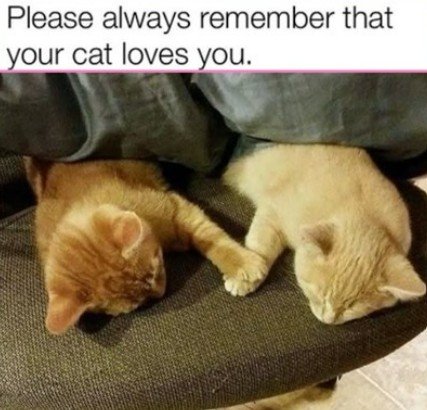 Cat, Kitten, Couch. Text: Please always remember that your cat loves you.