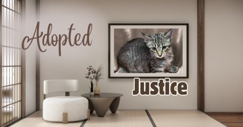 Furniture, Cat, Chair. Text: Adopted Justice
