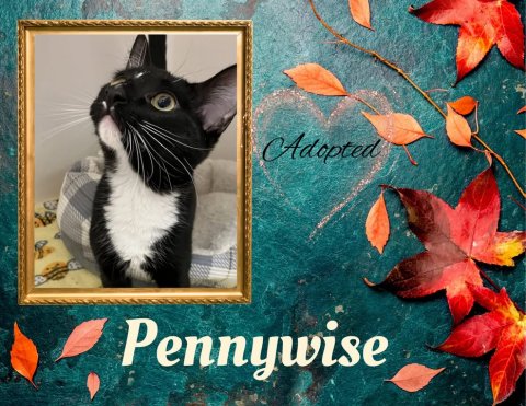 Leaf, Greeting Card, Cat. Text: Adopted Pennywise