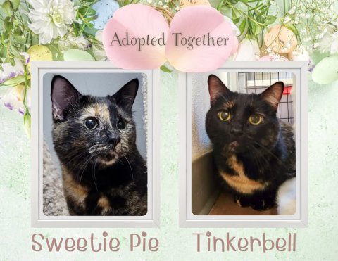 Greeting Card, Cat, Pet. Text: Adopted Together Tinkerbell Sweetie Pie