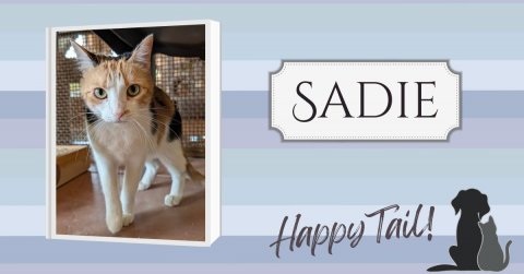 Animal, Cat, Pet. Text: SADIE Happy Tail!