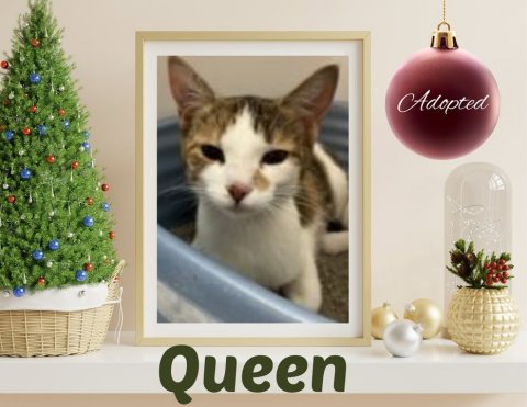 Cat, Accessories, Christmas Decorations. Text: Adopted Queen