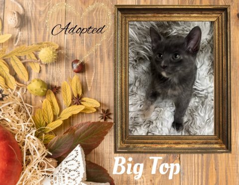 Painting, Cat, Kitten. Text: Adopted Big Top