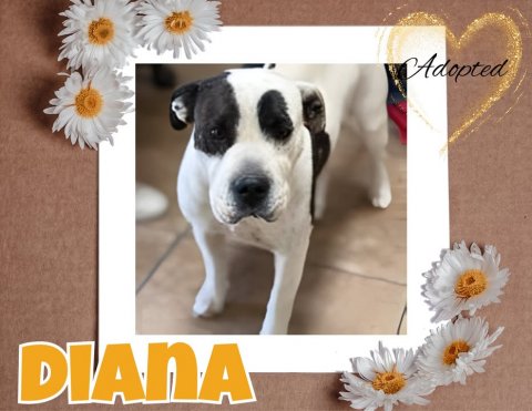 Daisy, Flower, Dog. Text: Adopted DIANA