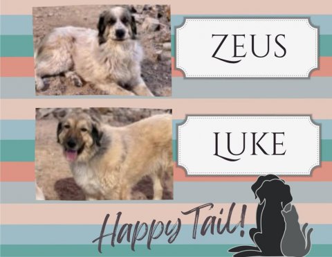 Canine, Dog, Pet. Text: ZEUS LUKE Happy Tail!