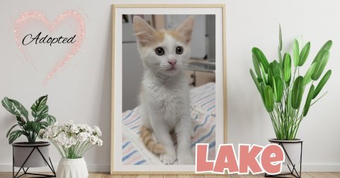 Potted Plant, Planter, Kitten. Text: Adopted LAKE