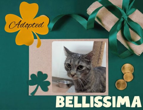 Greeting Card, Cat, Pet. Text: Adopted BELLISSIMA