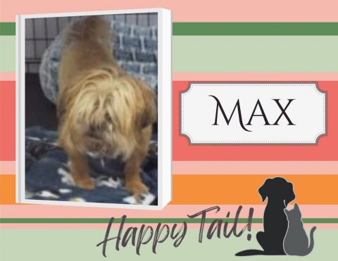 Canine, Dog, Pet. Text: MAX Happy Tail!