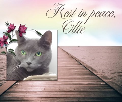 Waterfront, Greeting Card, Pier. Text: Rest in peace, Ollie