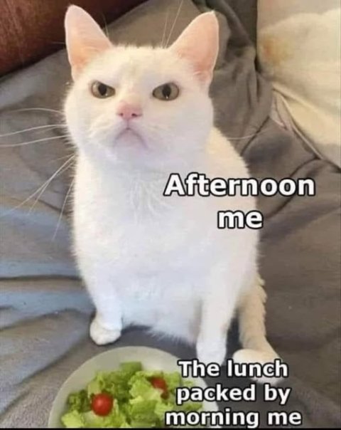 Cat, Mammal, Pet. Text: Afternoon me The lunch packed by morning me