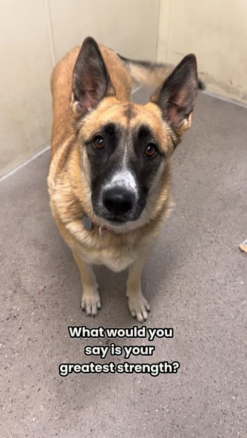 Dog, German Shepherd, Snout. Text: What would you say is your greatest strength?