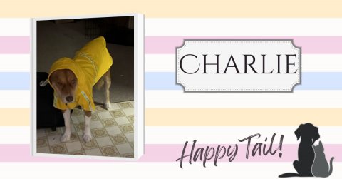 Coat, Dog, Raincoat. Text: CHARLIE Happy Tail!