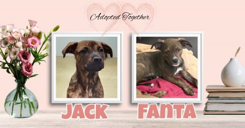 Greeting Card, Jar, Dog. Text: Adopted Together JACK
