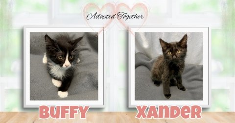 Cat, Kitten, Pet. Text: Adopted Together BUFFY