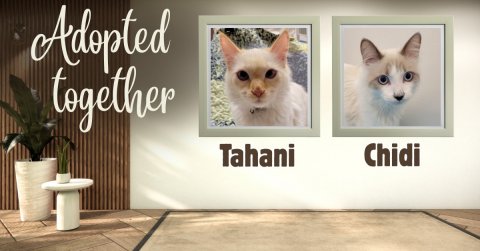 Cat, Pet, Plant. Text: Adopted together Tahani Chidi