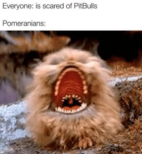 Lion, Wildlife, Teeth. Text: Everyone: is scared of PitBulls Pomeranians: