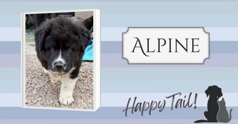 Canine, Dog, Pet. Text: ALPINE Happy Tail!